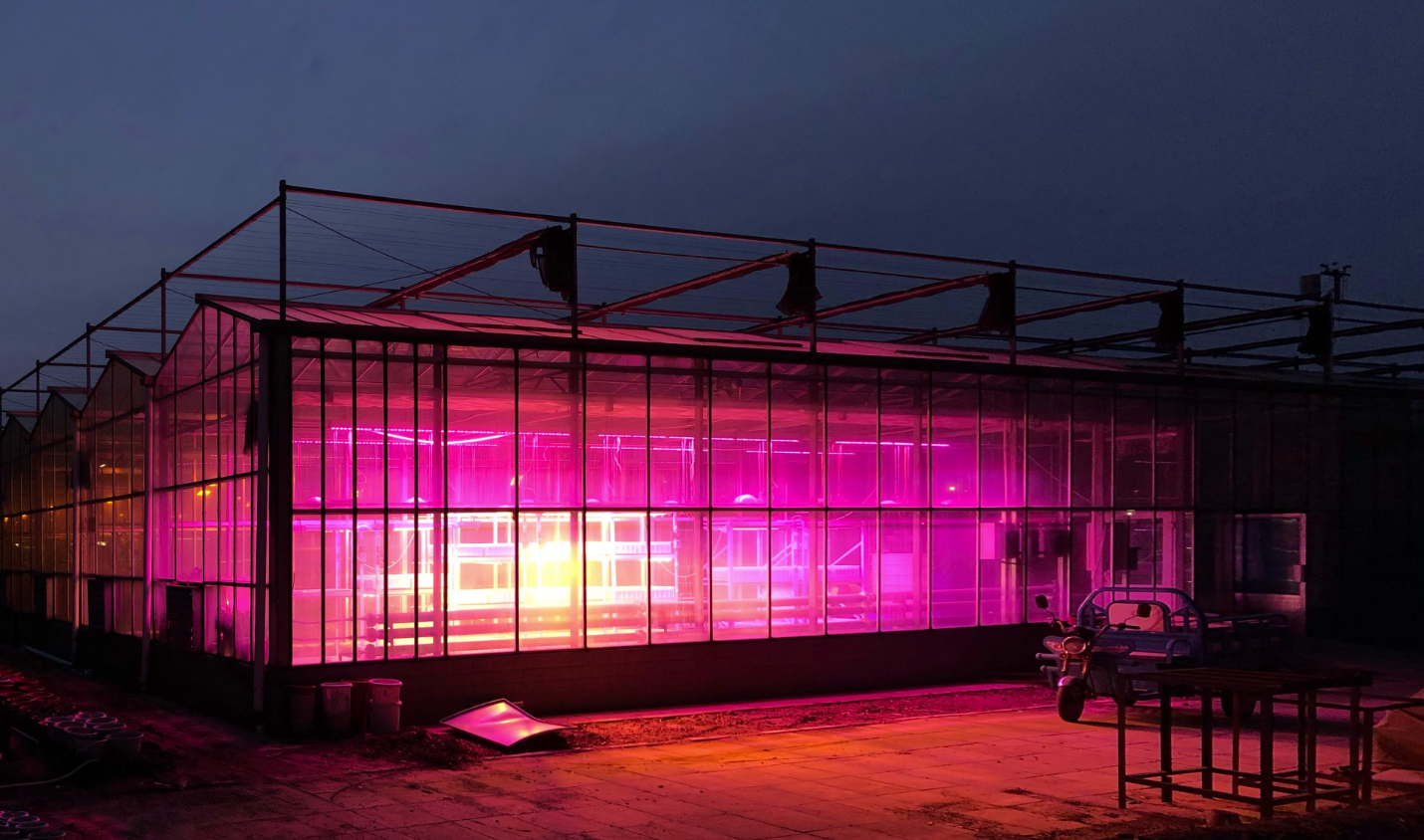 Hydroponic growing racks under LED grow lights